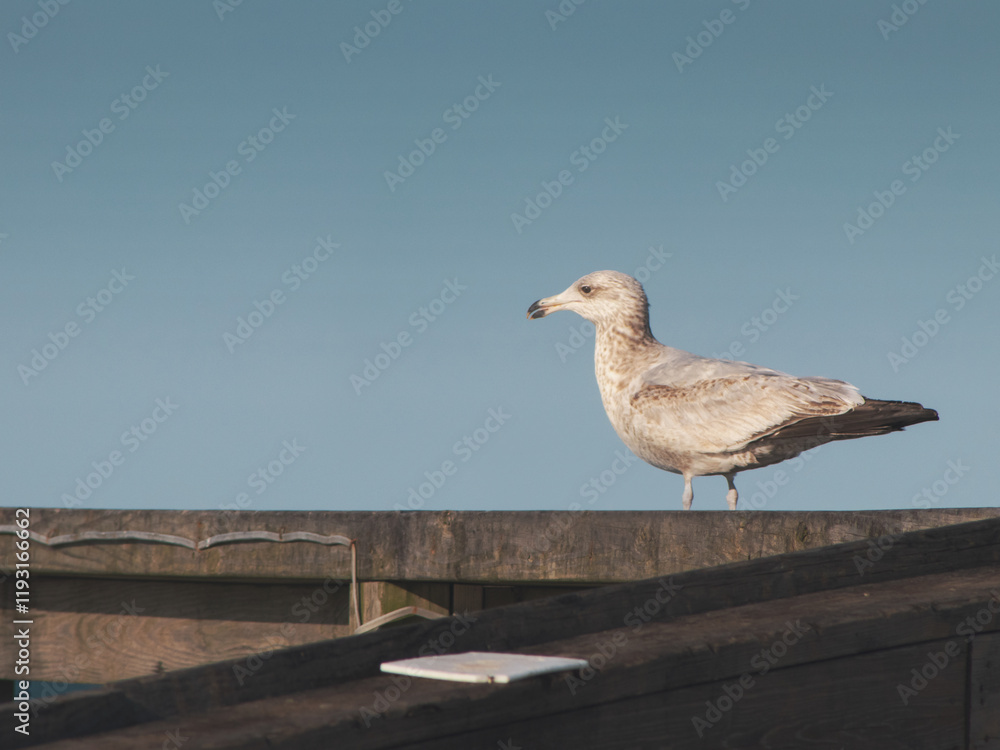 Obraz premium Seagull walking along a wooden handrail. Blue sky in background.