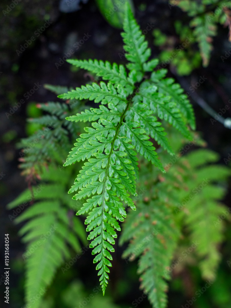 Detail of tropical plant leaf on dark blurred background. Davallia trichomanoides. Detail of tropical plant leaf on dark blurred background. Davallia trichomanoides.