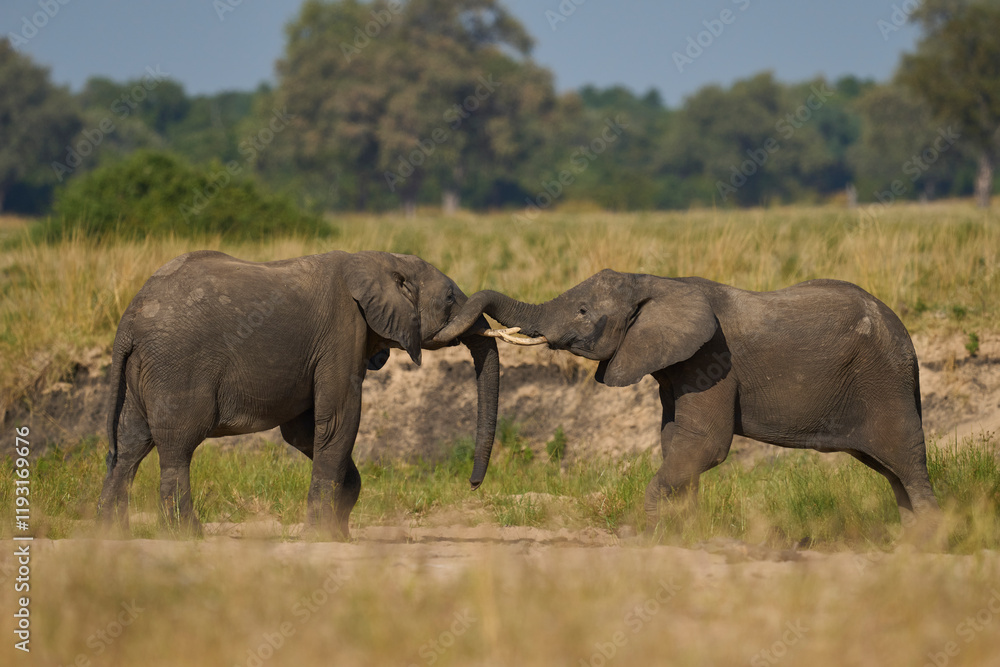 Fototapeta premium Pair of young male African Elephant (Loxodonta africana) wrestling with trunks to test strength establish hierarchy in South Luangwa National Park, Zambia 