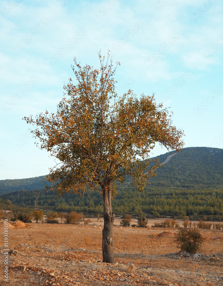 tree in the mountain