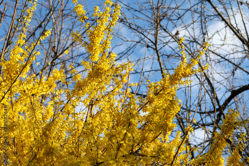 Fototapeta premium Forsythia is a bush blooming with yellow flowers in early spring.