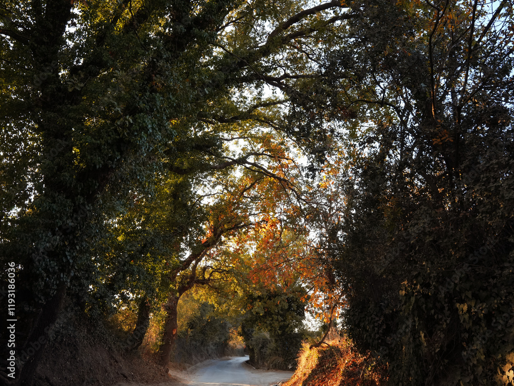 Fototapeta premium autumn forest in the morning