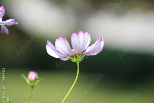 Pink Daisy Bright Summer Focus