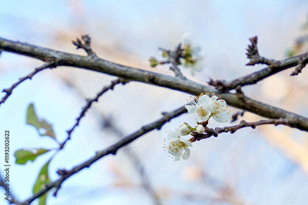 Plum flowers have white flowers with yellow stamens and are fragrant. The petals are divided into single and double petals and produce fruit. Plum flowers have white flowers with yellow stamens and are fragrant. The petals are divided into single and double petals and produce fruit.