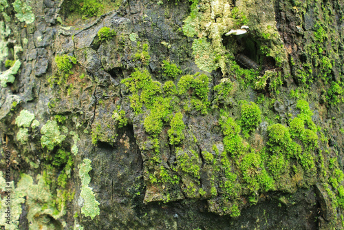 coconut tree bark covered with moss photo