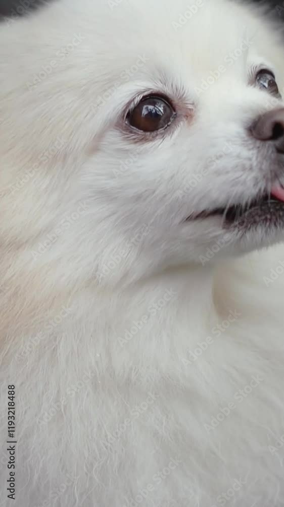 small fluffy puppy of Pomeranian breed on the street on a walk in winter. The dog is beautiful small size looks at the camera. Animals are our little friends small fluffy puppy of Pomeranian breed on the street on a walk in winter. The dog is beautiful small size looks at the camera. Animals are our little friends