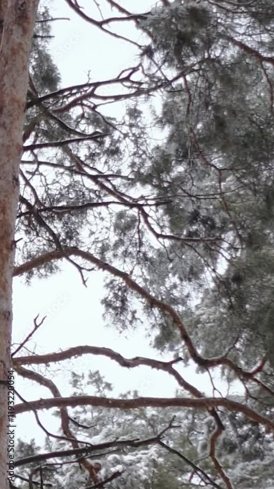 winter magical forest with big pine and fir trees high in the mountains. Fluffy white snow falls on the tree branches. Journey into the wild nature winter magical forest with big pine and fir trees high in the mountains. Fluffy white snow falls on the tree branches. Journey into the wild nature