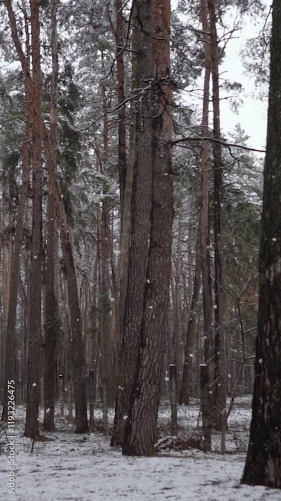 winter magical forest with big pine and fir trees high in the mountains. Fluffy white snow falls on the tree branches. Journey into the wild nature winter magical forest with big pine and fir trees high in the mountains. Fluffy white snow falls on the tree branches. Journey into the wild nature