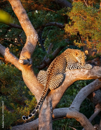Generated image Aerial shot of leopards resting on a tree branch in Wilpattu National Park