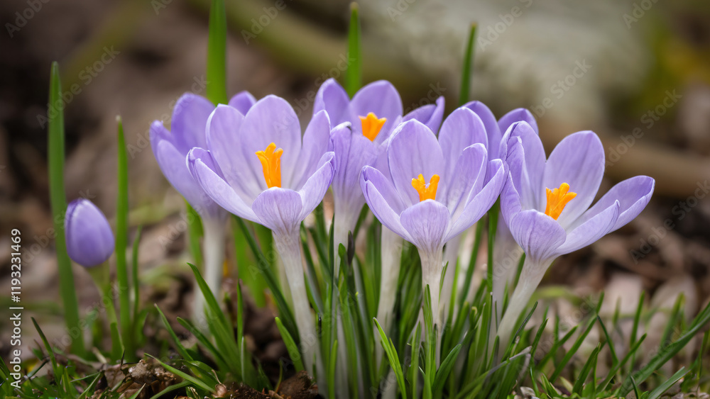 Obraz premium purple crocus flowers in spring