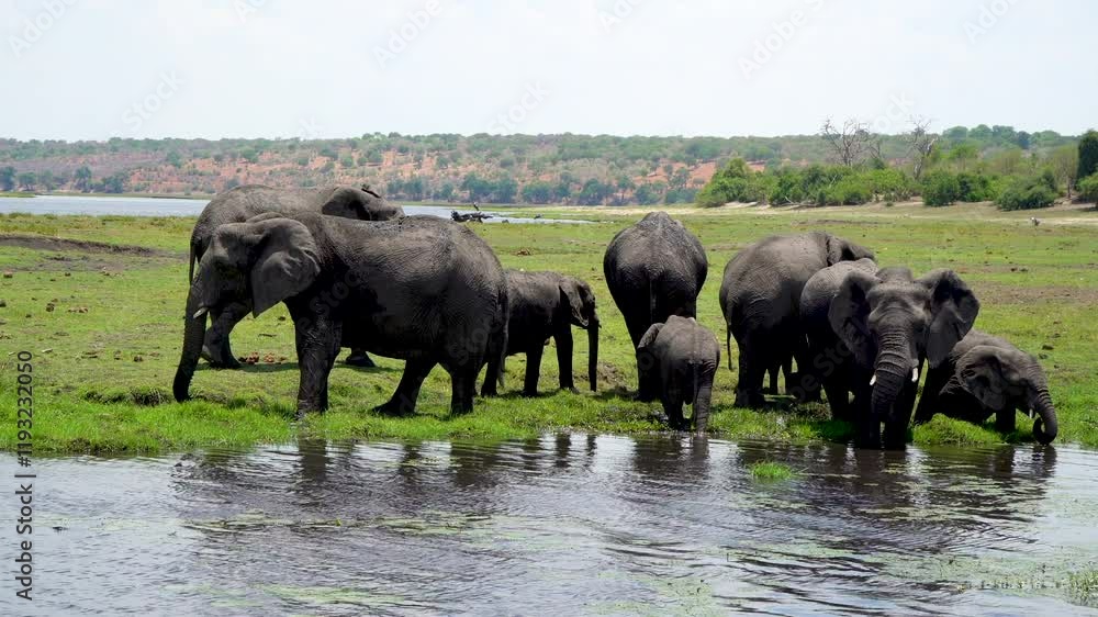 African elephants in Chobe reserve, Botswana African elephants in Chobe reserve, Botswana