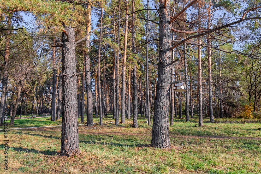 Fototapeta premium tree trunks in a pine forest. landscape