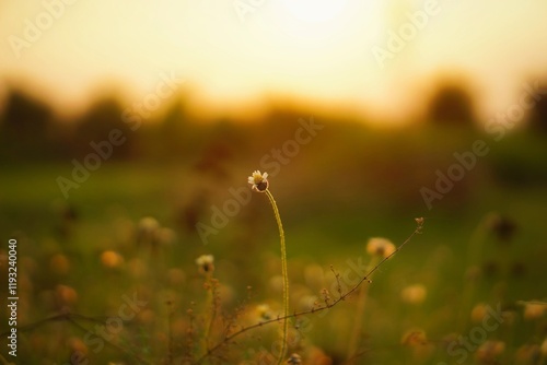 wild tridax flower with beautiful sunset photo