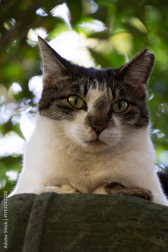 Obraz premium 森の中で灯籠の上でちょこんと香箱座りしてるキジトラ柄とぶち猫柄の野良猫