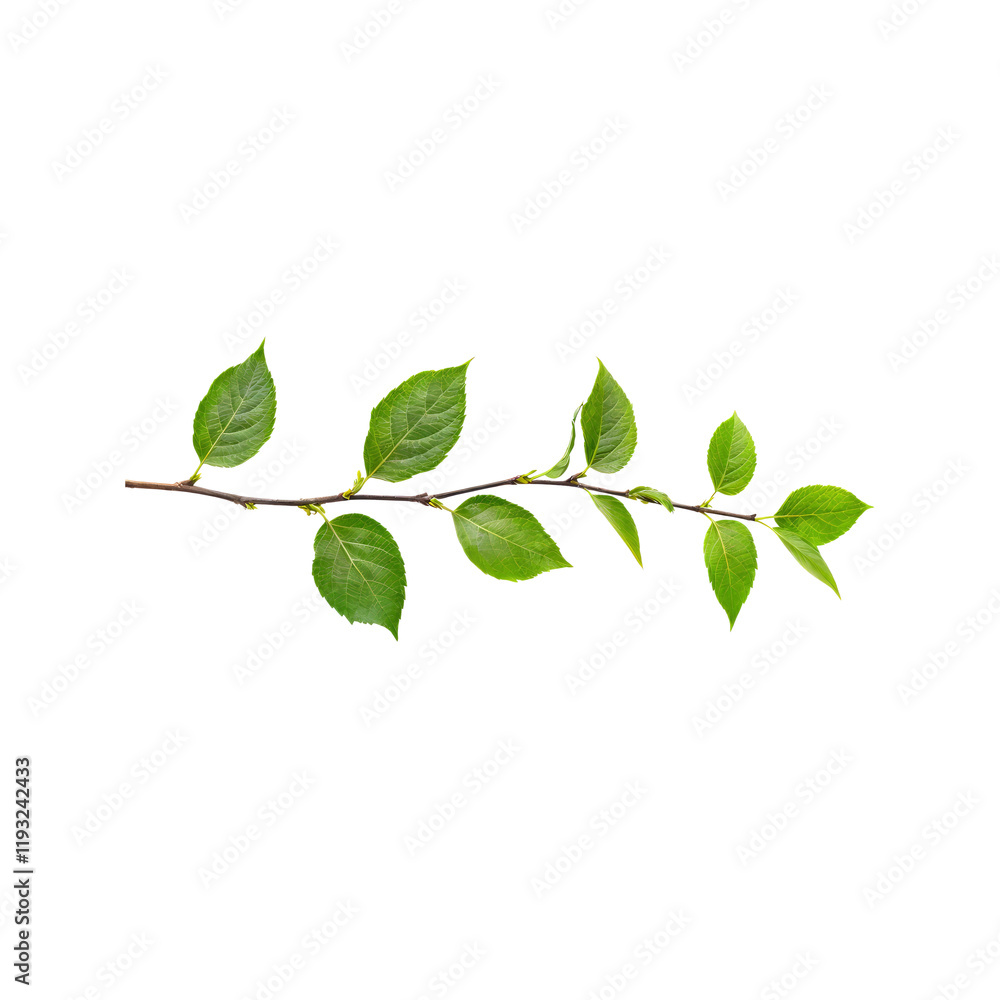 Obraz premium Green Twig with Fresh Leaves: A delicate twig with lush, vibrant green leaves extends gracefully, radiating the essence of springtime growth and rejuvenation. The soft.