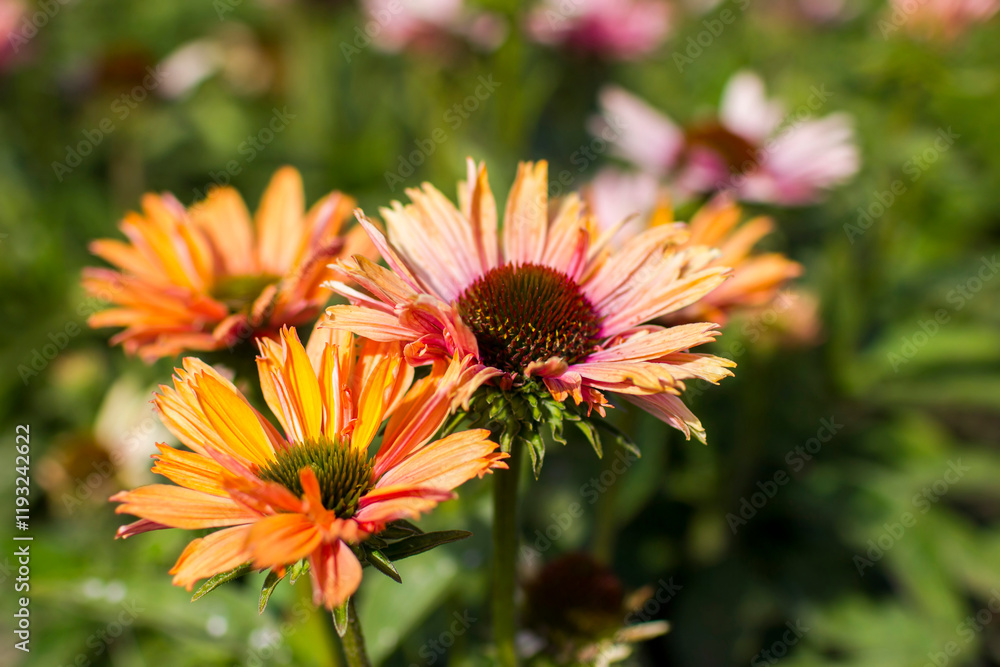 rudbeckia flowers in the garden - soft focus rudbeckia flowers in the garden - soft focus