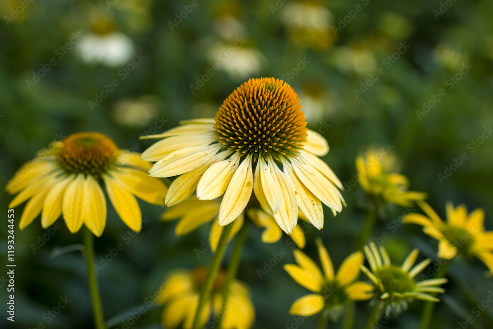 echinacea purpurea - coneflowers in the garden - soft focus