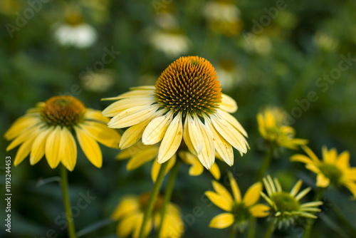 Obraz na płótnie echinacea purpurea - coneflowers in the garden - soft focus w salonie