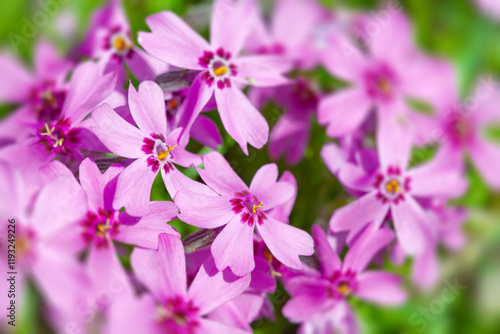 Vibrant pink flowers bloom in a natural spring setting with a floral backdrop