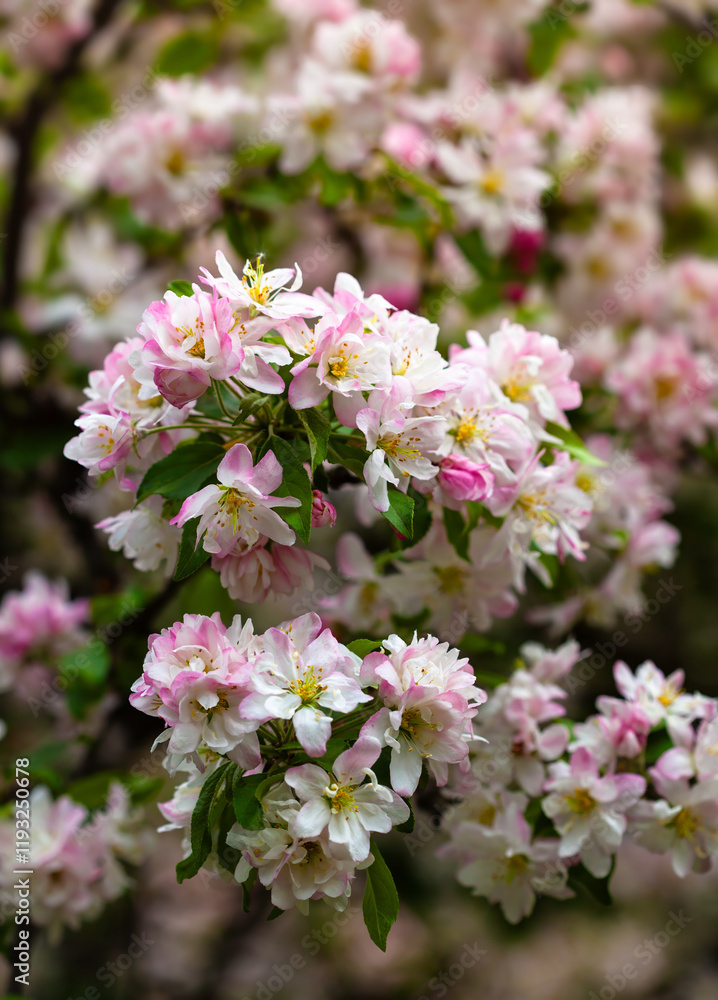 Fototapeta premium Delicate pink and white apple blossoms in full bloom create cheerful spring charm