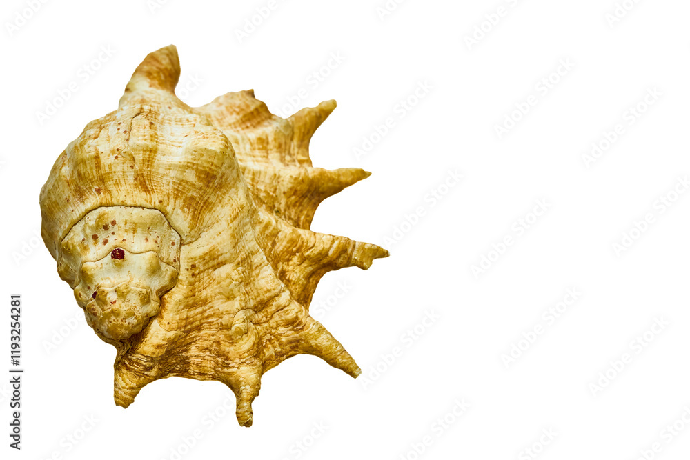 Large ancient sea shell from clam on white Large ancient sea shell from clam on white