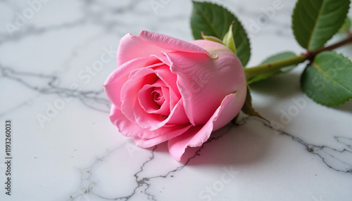 Pink rose on a white marble surface with natural light photo