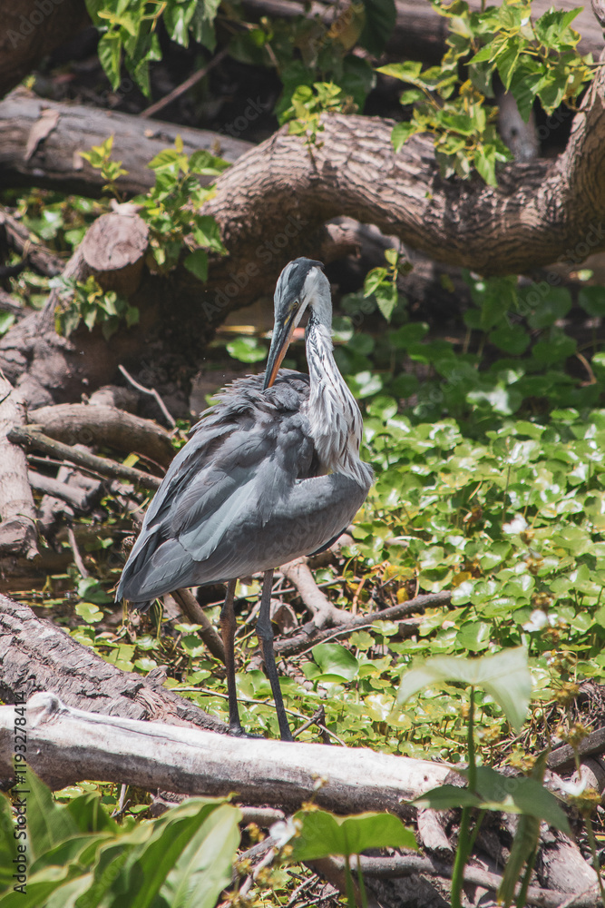 Fototapeta premium Garza sobre el tronco limpiando su plumaje