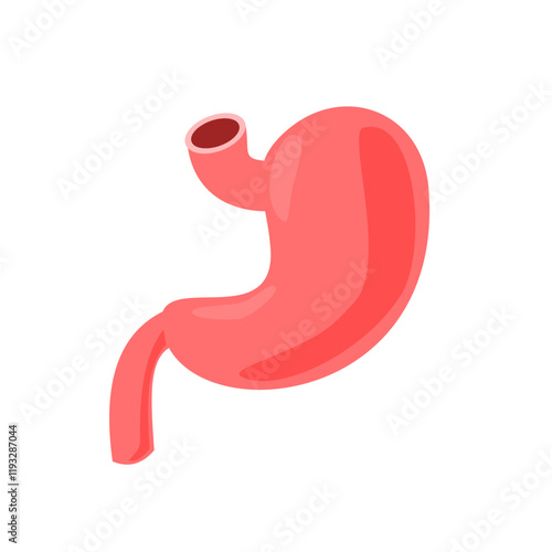 Human stomach organ. The stomach contains gastric juice to aid digestion  and ascend to intestine 