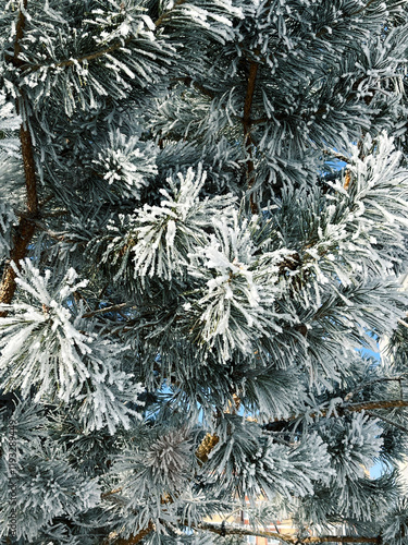 Pine branches in frost on a frosty sunny day photo