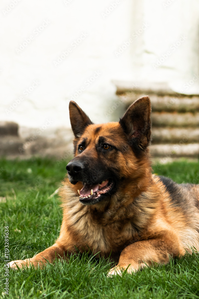A German Shepherd dog lying down, looking to the side with a focused expression. A portrait of loyalty, intelligence, and calmness in a relaxed pose. A German Shepherd dog lying down, looking to the side with a focused expression. A portrait of loyalty, intelligence, and calmness in a relaxed pose.