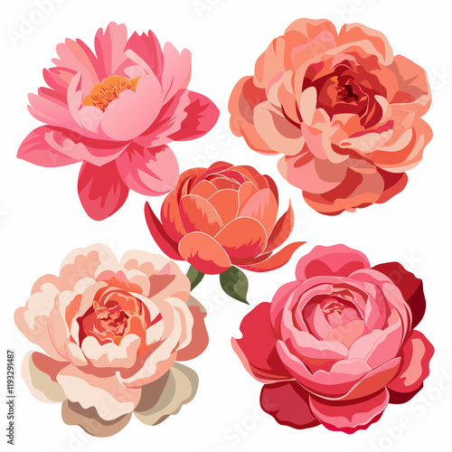 Six photorealistic renderings of peony flowers in various shades of pink and coral with white background