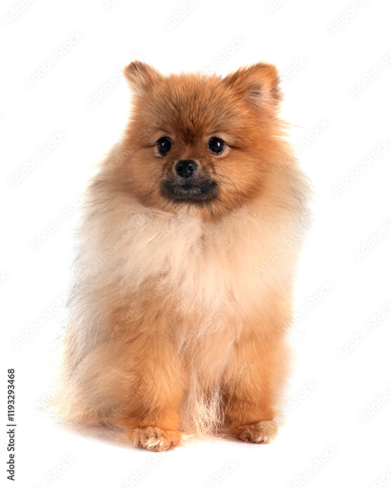 pomeranian in studio pomeranian in studio