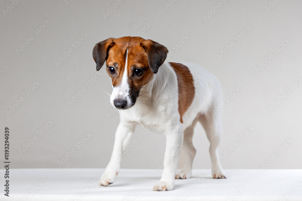 Portrait of a dog standing on a table and looking down attentively. Jack Russell Terrier on a light background Portrait of a dog standing on a table and looking down attentively. Jack Russell Terrier on a light background