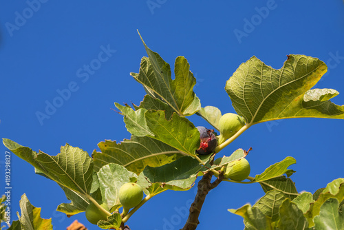 Fruits ripening on a fig tree. Green figs among the leaves of the tree photo