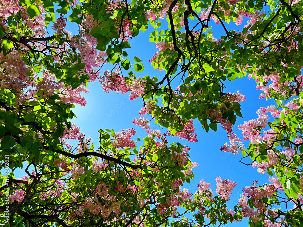 Fototapeta premium Branches of lilac flowers against blue sky in spring garden