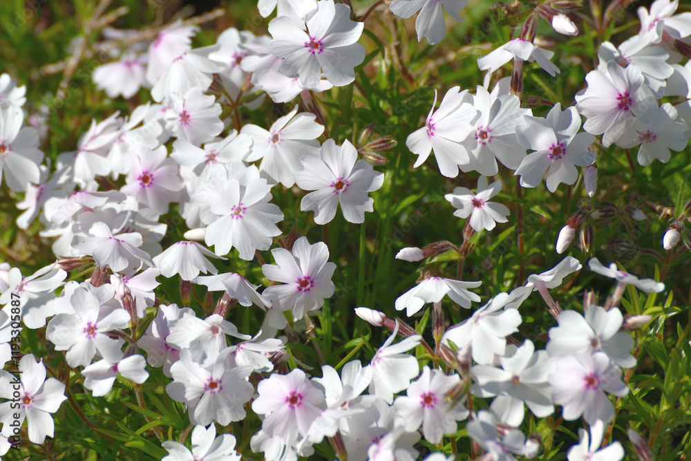 Phlox subulata - low-growing, creeping ornamental flower Phlox subulata - low-growing, creeping ornamental flower