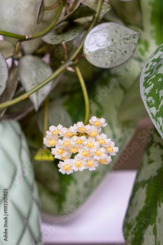 Blooming Hoya Silver Eskimo.Fragrant, small, white flowers collected in an inflorescence and look tender among house plants on shelf. Selective focus