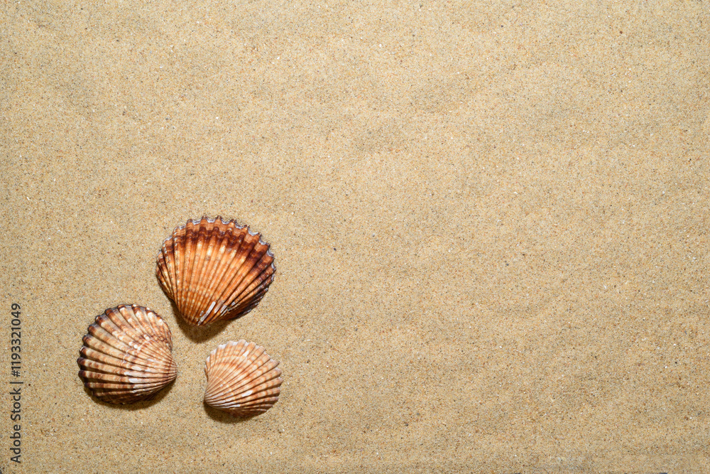 Un fondo de arena con conchas y almejas marinas. Un fondo de arena con conchas y almejas marinas.