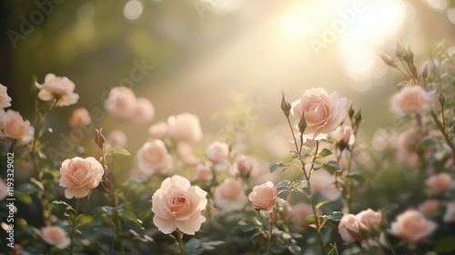 Sunrise Through Vibrant Rose Bushes in Bloom photo