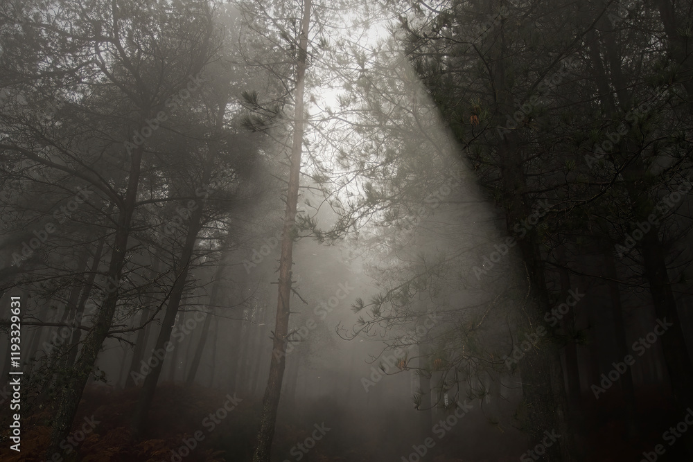 Fototapeta premium Foggy woods in the evening
