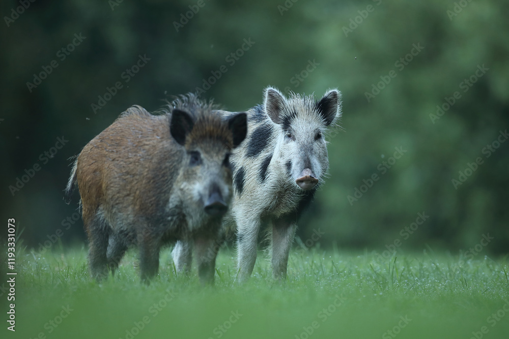 Dzik euroazjatycki, dzik, (Sus scrofa) Dzik euroazjatycki, dzik, (Sus scrofa)