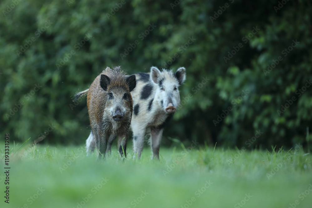 Dzik euroazjatycki, dzik, (Sus scrofa) Dzik euroazjatycki, dzik, (Sus scrofa)