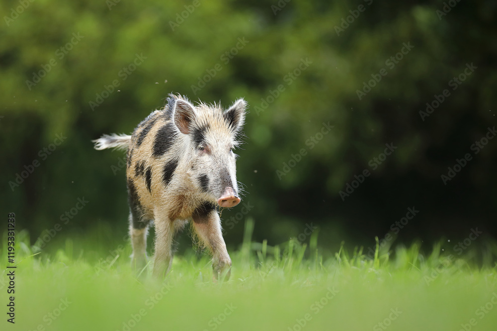 Fototapeta premium Dzik euroazjatycki, dzik, (Sus scrofa)