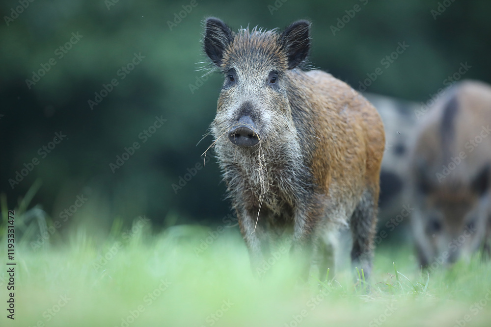 Dzik euroazjatycki, dzik, (Sus scrofa) Dzik euroazjatycki, dzik, (Sus scrofa)