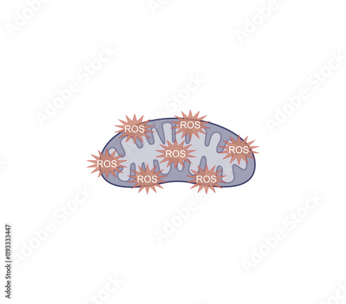 Oxidative stress, an imbalance of free radicals and antioxidants. Mitochondrial dysfunction. Vector scientific illustration.