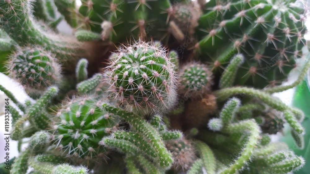 Group of cacti growing together Group of cacti growing together