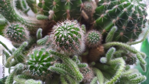 Group of cacti growing together