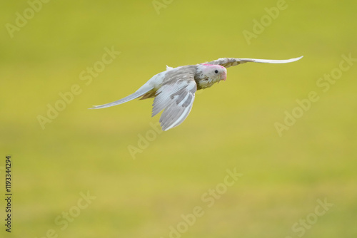 Cockatiel ​​parrot Free-flying training bird  photo