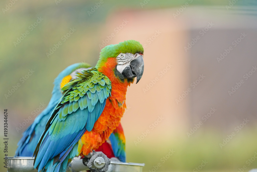 Fototapeta premium Harlequin macaw Hybrid green wing with blue and gold macaw Free-flying training bird standing on a perch.
