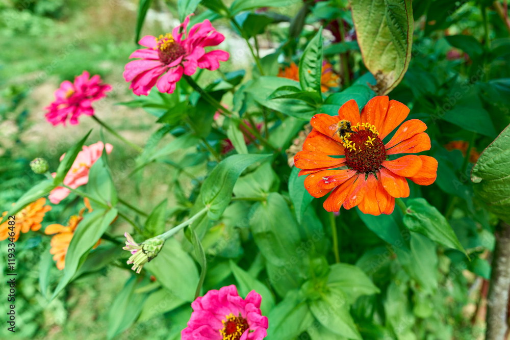 Closeup of a bee on a vibrant zinnia flower in a garden on a sunny day Closeup of a bee on a vibrant zinnia flower in a garden on a sunny day
